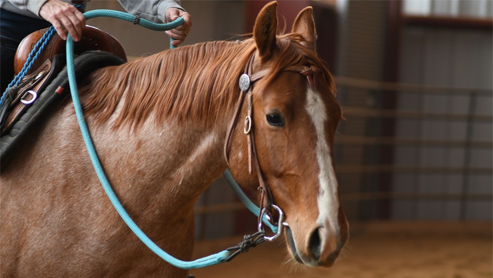 Everything You Need to Know About Horse Riding Reins